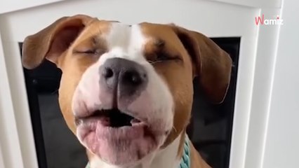 Une toiletteuse reçoit un appel de la part d'un chien : la conversation est lunaire (vidéo)