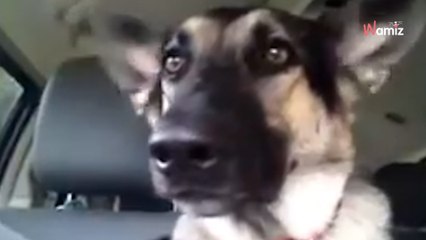 Video. Il Pastore Tedesco ascolta una canzone e il suo senso del ritmo diverte 16 milioni di persone