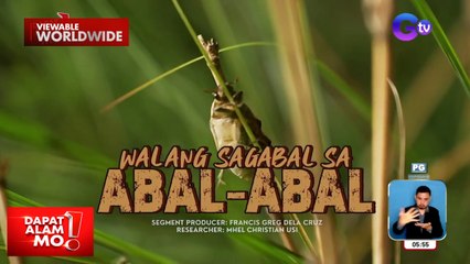 Mga salagubang, ginagawang laman-tiyan sa Abra?! | Dapat Alam Mo!