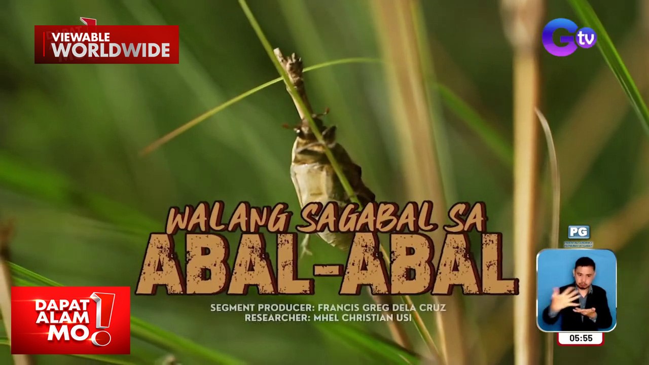 Mga salagubang, ginagawang laman-tiyan sa Abra?! | Dapat Alam Mo!