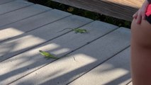 Green gladiators: Family witnesses green anoles' battle at Weedon Island Preserve