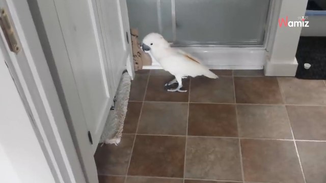 Papagei hat den Schnabel voll von der Katze: Fünf Millionen lachen sich kaputt (Video)