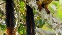 Indian giant squirrel body color in hindi (part 6)