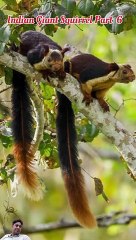 Indian giant squirrel body color in hindi (part 6)