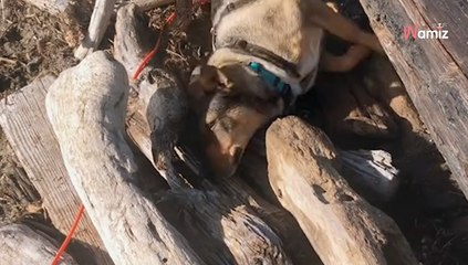 Een vrouw laat haar hond uit op het strand: een uitje dat ze bitter zal betreuren (video)