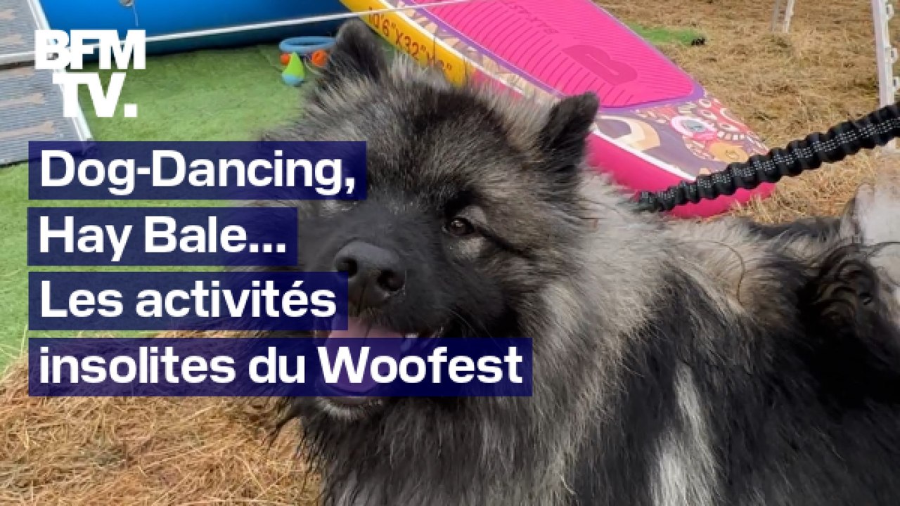 Dog-Dancing, Hay Bale, Doga... Les activités in...
