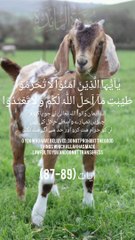 Surah almaidah ayat 87-89 urdu translate #viral_video #shorts