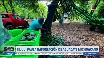 Download Video: Estados Unidos pausa la importación de aguacate michoacano