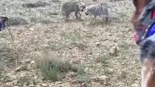 One Man Vs pack of wolves