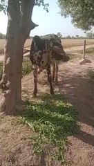 M.Ali Abdullah Rizwan Ch