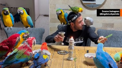 Suloinen video: Mies 'lumouttaa' ara-papukaijat, undulaatit ja papukaijat puheella ja laululla