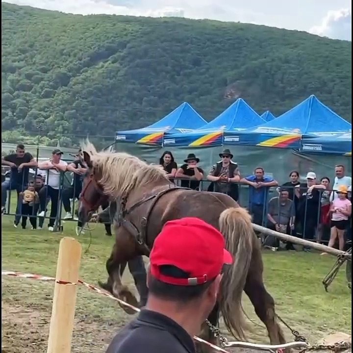 pulling too much weight from a horse