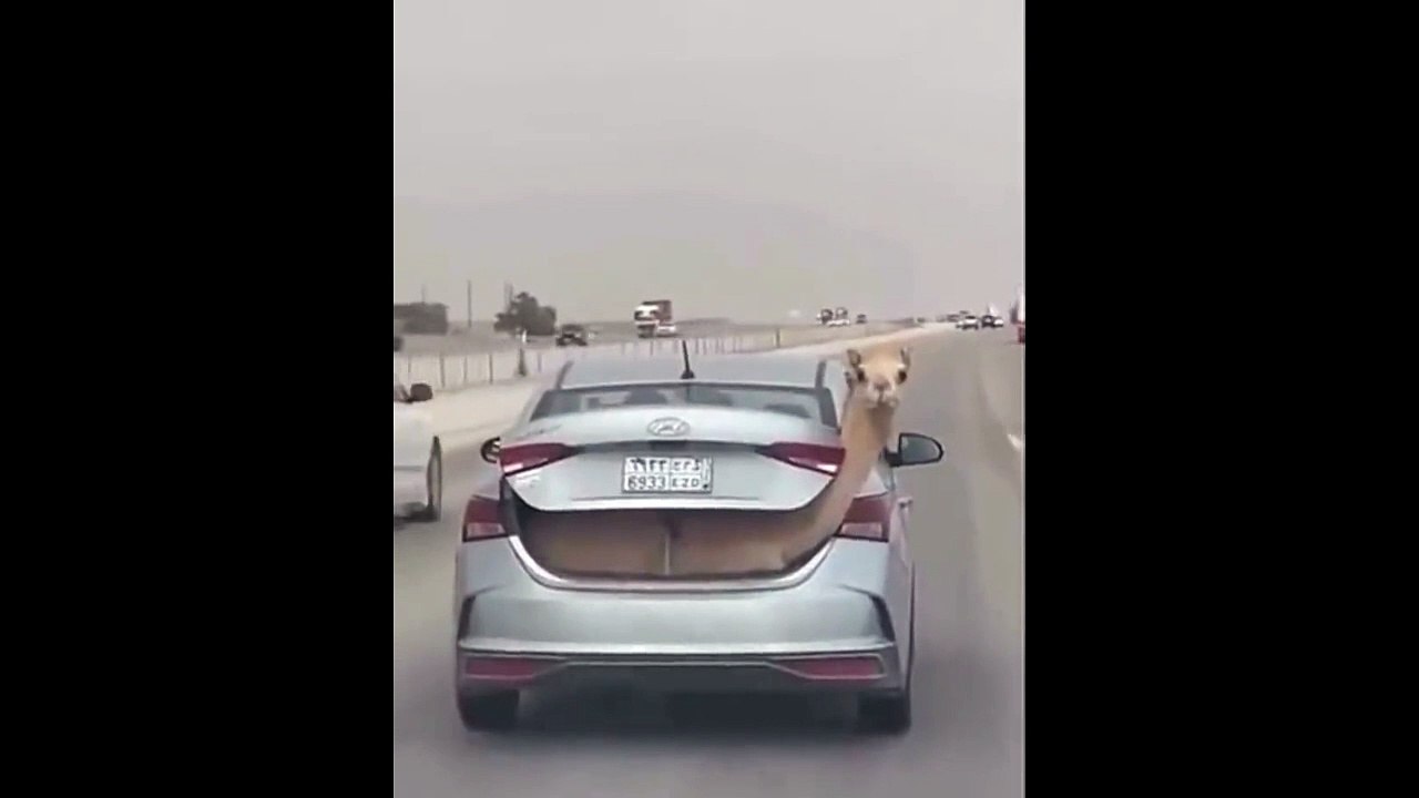 Livraison de chameau en voiture... Camel express