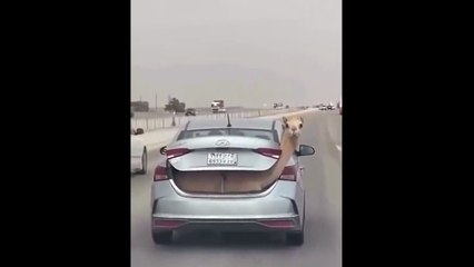 Livraison de chameau en voiture... Camel express