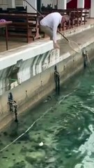 Il tente de sauver un chat tombé dans l'eau