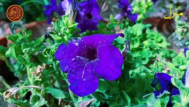 The Most Popular Of Manzil Dua منزل Cure and Protection from Black Magic, Jinn Kale Jadu Ka Tod