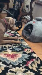 Chihuahua and Doberman Get into Heated Barking Argument