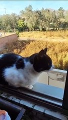 Denuncian que conductor de una empresa interdepartamental botó de su vehículo al gato de una pasajera en plena carretera a Oruro
