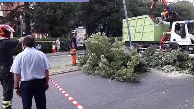 Albero cade in via San Donato a Bologna, il video della rimozione