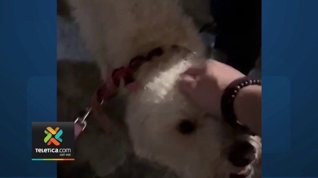 tn7-perro-rescatado-esta-en-buenas-condiciones-180624