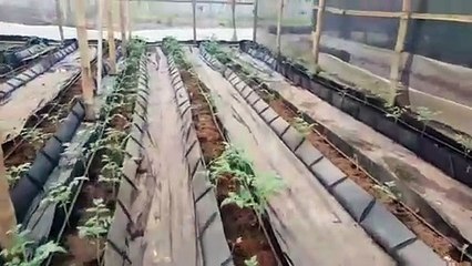 John Nwankwo Noko Tomatoes Nursery