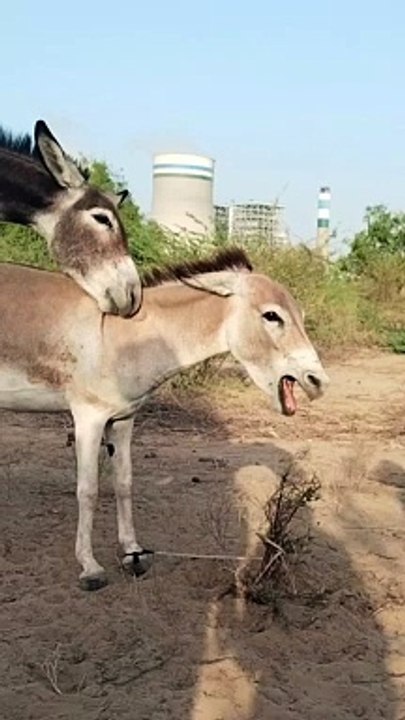 World of Animals