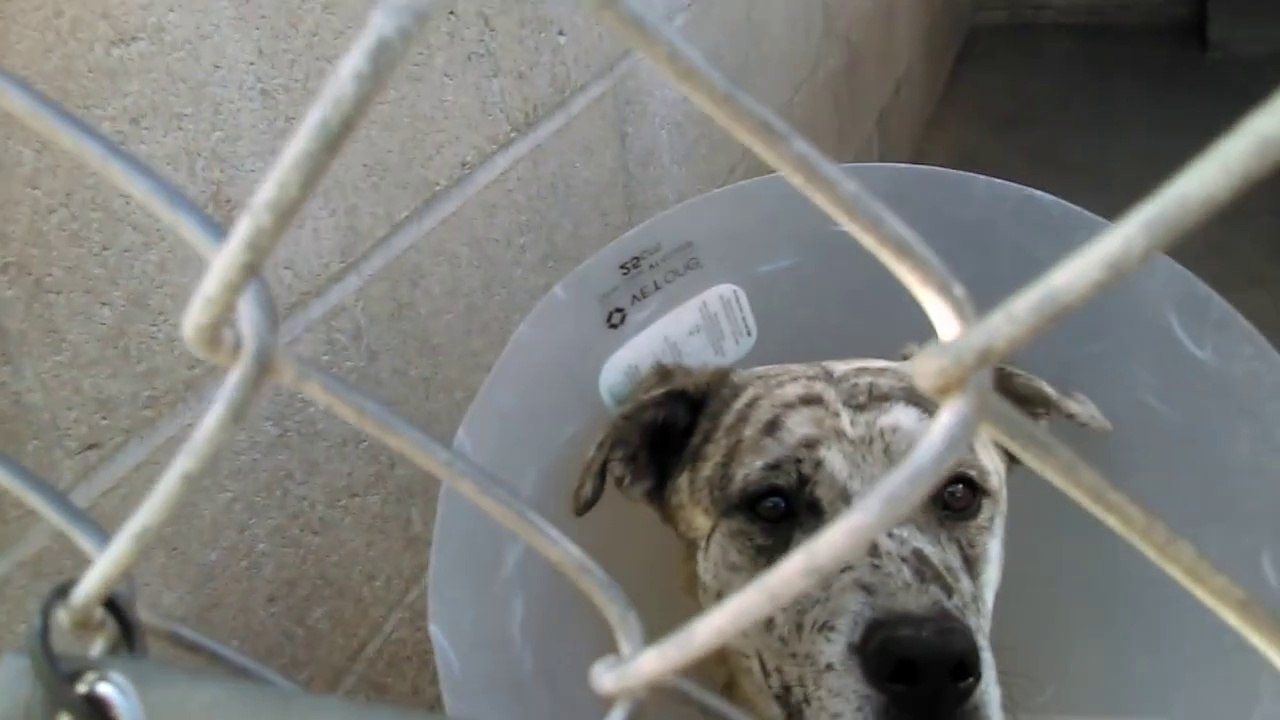 Old film❤️Eevee 2y Pet Id 841900Adopted6-4-2017 Cleo 3y Pet Id 839461Adopted5-23-2017 Dutch 2y Pet Id 839438Adopted6-16-2017 doing sit & ~lay down commands. Evee was a Cool Humane Society of Southern Arizona❤️4-25-2017