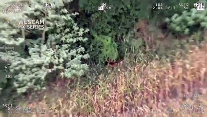 Vídeo: mulher com deficiências desaparece e é encontrada em mata com ajuda de infravermelho no PR