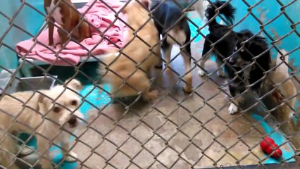 Old film❤️~19 Adoptable Kids@Humane Society of Southern Arizona❤️TangoCashClaireShadyCocoOakleyFrancisZumaPintoAvisLibbyBarrySashaMagicNicolasMacBuddyAnneWilsonEmmaJean8-2-17