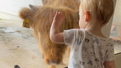 Mom Sneaks Cows Into The House