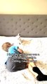 British Shorthair Kitten Plays With Boy