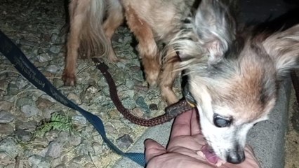 Ozzyta Villanova ate some. Villanova's learning to use stairs at home now that she's mostly blind VID_20240617_204255342