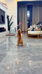 Cats loves funny cats videos and comedy