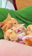 Cats loves funny cats videos and comedy
