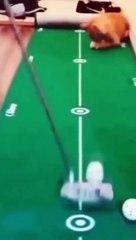 Cats loves funny cats videos and comedy