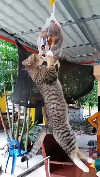 Cats loves funny cats videos and comedy