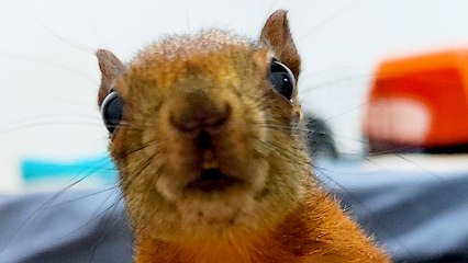 Baby Squirrels Visit Their Rescuer Every Day