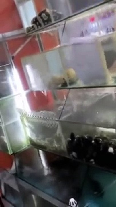 Cats loves funny cats videos and comedy