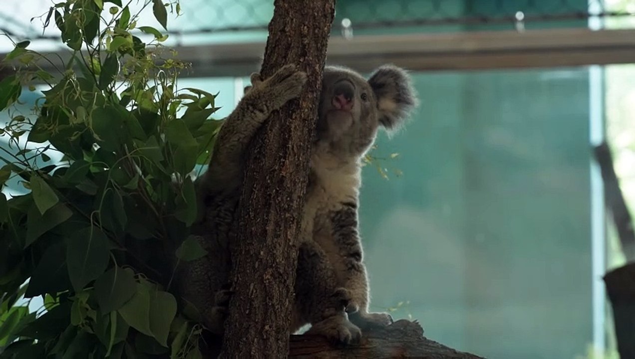Koalas Brumby and Willum make their public debut at Brookfield Zoo