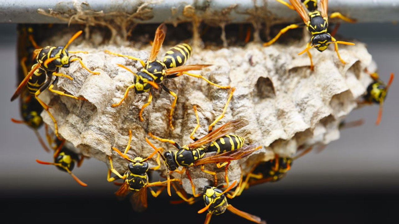 How to Get Rid of Wasps—and Keep Them From Coming Back