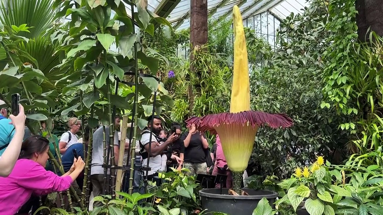 Flor-cadáver desabrocha em Londres