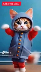 Cute Cat Dance|viral cat videos on Dailymotion must watch