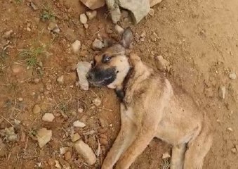 Moradores se deparam com cães torturados e mortos em Barra Velha e Balneário Piçarras