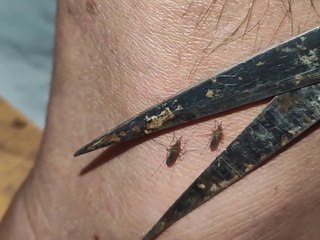 Epic Mosquito Showdown 'Have I Violated the Law of Heaven