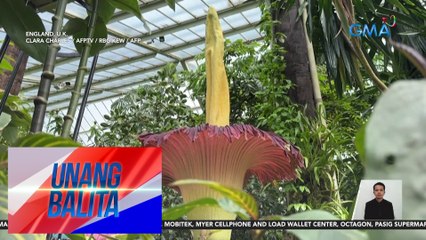 Corpse Flower, namukadkad sa Kew Gardens sa London | Unang Balita
