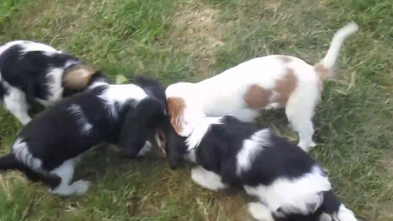 chiots cavalier king charles en folie