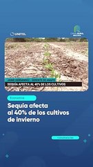 Sequía afecta al 40% de los cultivos de invierno