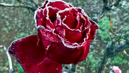 Feels like minus 9: Canberrans wake to a very frosty morning