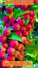 Amazing Fresh Fruit |beautiful with life nature 
