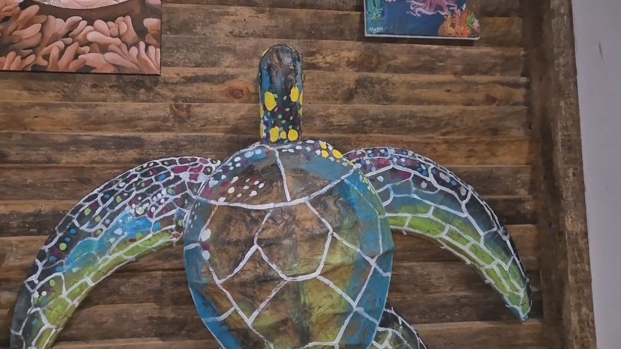 Proyecto de conservación en Veraguas mejora la educación sobre tortugas
